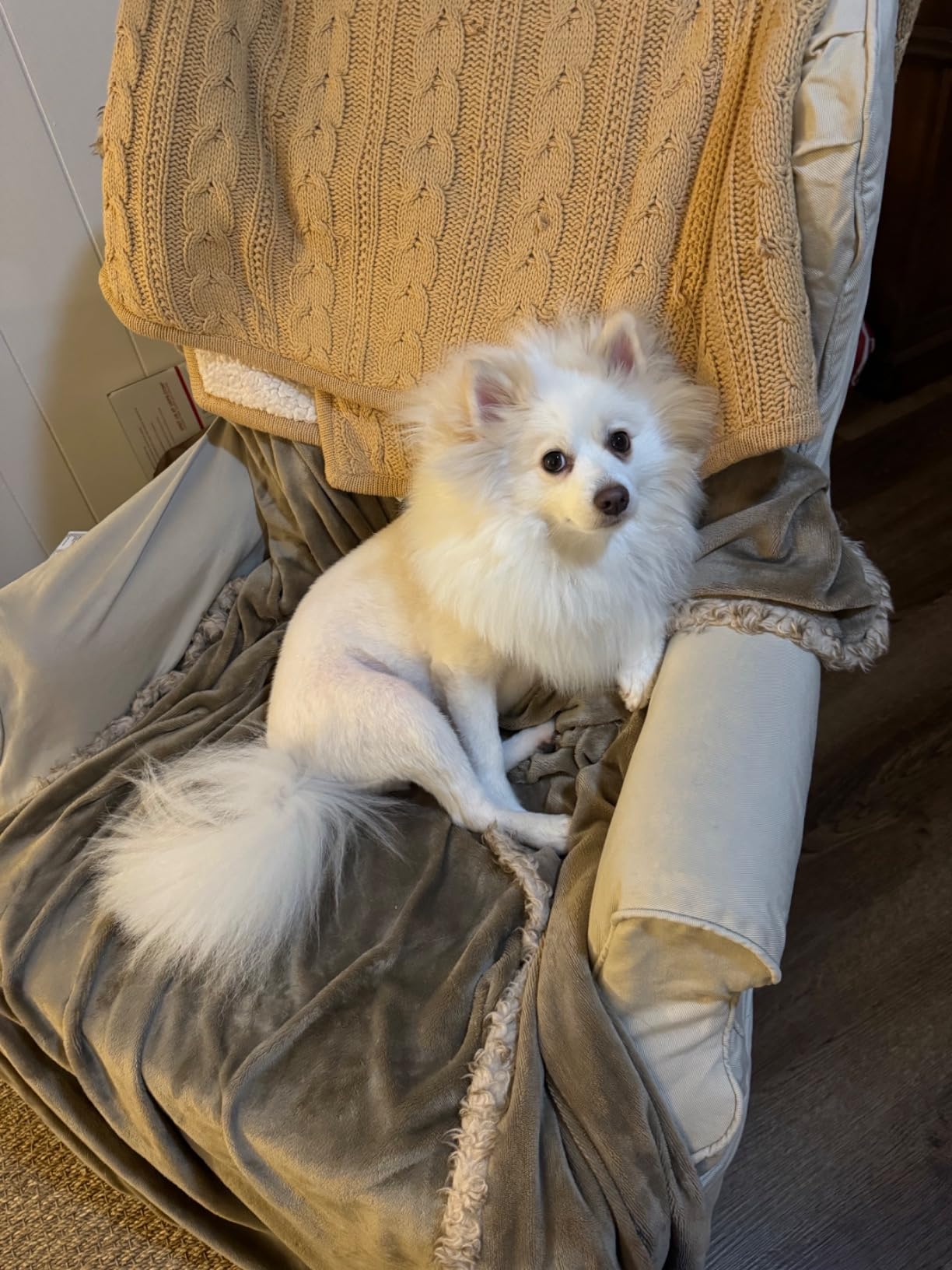 Basics Dog Poop Bags with Dispenser, 300 Count, Enhanced for Guaranteed Leakproof, Unscented, Includes Leash Clip